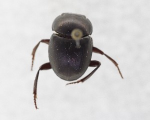  (Canthon perseverans - CCDB-34934-G07)  @11 [ ] Unspecified (default): All Rights Reserved  Unspecified Unspecified