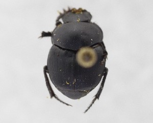  ( - CCDB-34934-G12)  @11 [ ] Unspecified (default): All Rights Reserved  Unspecified Unspecified