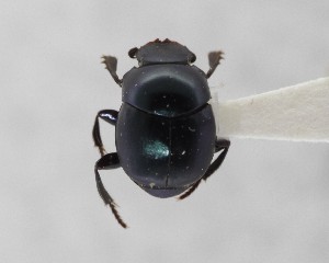  ( - CCDB-34934-H03)  @11 [ ] Unspecified (default): All Rights Reserved  Unspecified Unspecified