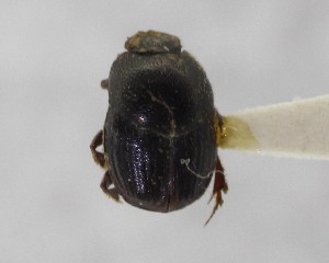  (Cleptocaccobius - CCDB-34934-H06)  @11 [ ] Unspecified (default): All Rights Reserved  Unspecified Unspecified