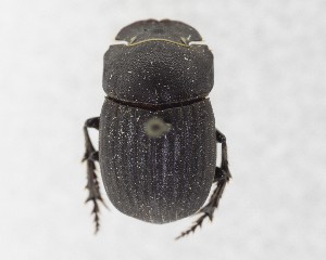  (Copris fricator - CCDB-34934-H09)  @11 [ ] Unspecified (default): All Rights Reserved  Unspecified Unspecified