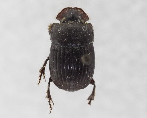  (Copris gopheri - CCDB-34934-H11)  @11 [ ] Unspecified (default): All Rights Reserved  Unspecified Unspecified