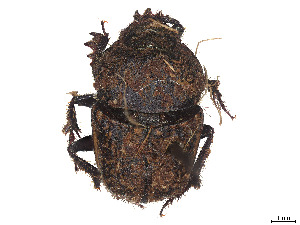  ( - CCDB-37899-B03)  @11 [ ] CreativeCommons - Attribution Share - Alike (2024) CBG Photography Group Centre for Biodiversity Genomics