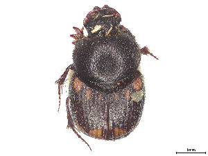  ( - CCDB-37899-C07)  @11 [ ] CreativeCommons - Attribution Share - Alike (2024) CBG Photography Group Centre for Biodiversity Genomics