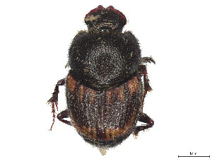  ( - CCDB-37899-C08)  @11 [ ] CreativeCommons - Attribution Share - Alike (2024) CBG Photography Group Centre for Biodiversity Genomics