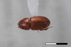  ( - USNM ENT 02004577)  @11 [ ] Unspecified (default): All Rights Reserved  Unspecified Unspecified