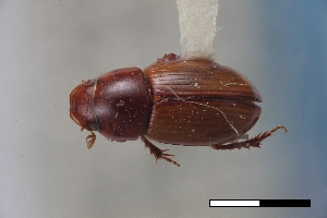  ( - USNM ENT 02004578)  @11 [ ] Unspecified (default): All Rights Reserved  Unspecified Unspecified