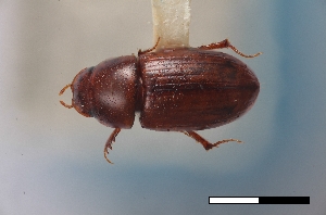  (Blackburneus cynomysi - USNM ENT 02004581)  @11 [ ] Unspecified (default): All Rights Reserved  Unspecified Unspecified