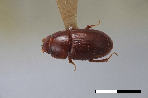  ( - USNM ENT 02004582)  @11 [ ] Unspecified (default): All Rights Reserved  Unspecified Unspecified