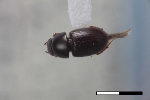  (Blackburneus saylorea - USNM ENT 02004588)  @11 [ ] Unspecified (default): All Rights Reserved  Unspecified Unspecified