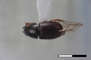  ( - USNM ENT 02004589)  @11 [ ] Unspecified (default): All Rights Reserved  Unspecified Unspecified