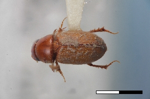  ( - USNM ENT 02004591)  @11 [ ] Unspecified (default): All Rights Reserved  Unspecified Unspecified