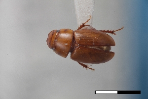  (Blackburneus troglodytes - USNM ENT 02004592)  @11 [ ] Unspecified (default): All Rights Reserved  Unspecified Unspecified