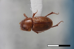  ( - USNM ENT 02004593)  @11 [ ] Unspecified (default): All Rights Reserved  Unspecified Unspecified