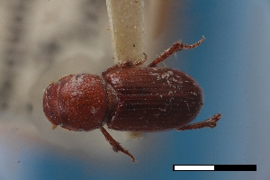  (Caelius browni - USNM ENT 02004594)  @11 [ ] Unspecified (default): All Rights Reserved  Unspecified Unspecified