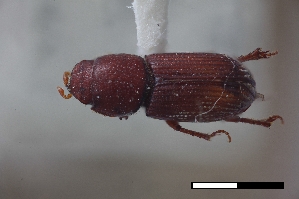  (Caelius humeralis - USNM ENT 02004595)  @11 [ ] Unspecified (default): All Rights Reserved  Unspecified Unspecified