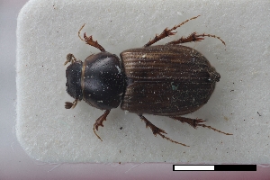  (Coptochirus alternatus - USNM ENT 02004599)  @11 [ ] Unspecified (default): All Rights Reserved  Unspecified Unspecified