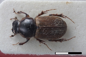  ( - USNM ENT 02004600)  @11 [ ] Unspecified (default): All Rights Reserved  Unspecified Unspecified