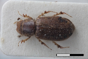  (Coptochirus - USNM ENT 02004601)  @11 [ ] Unspecified (default): All Rights Reserved  Unspecified Unspecified