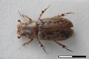  ( - USNM ENT 02004602)  @11 [ ] Unspecified (default): All Rights Reserved  Unspecified Unspecified