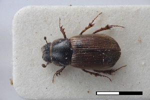  (Coptochirus excissus - USNM ENT 02004603)  @11 [ ] Unspecified (default): All Rights Reserved  Unspecified Unspecified