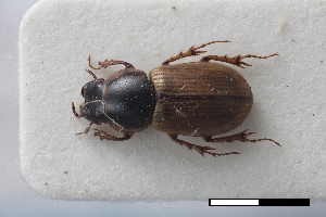  ( - USNM ENT 02004604)  @11 [ ] Unspecified (default): All Rights Reserved  Unspecified Unspecified