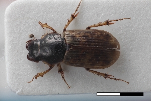  ( - USNM ENT 02004605)  @11 [ ] Unspecified (default): All Rights Reserved  Unspecified Unspecified