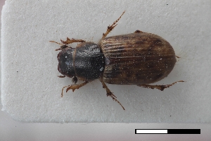  (Coptochirus reticulatus - USNM ENT 02004606)  @11 [ ] Unspecified (default): All Rights Reserved  Unspecified Unspecified