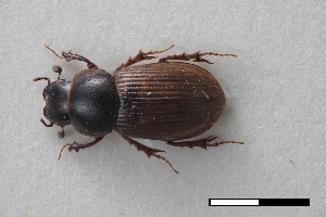  (Coptochirus vulgatus - USNM ENT 02004607)  @11 [ ] Unspecified (default): All Rights Reserved  Unspecified Unspecified