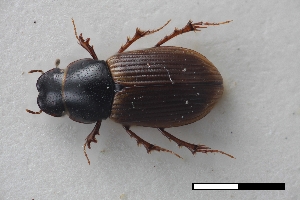  ( - USNM ENT 02004608)  @11 [ ] Unspecified (default): All Rights Reserved  Unspecified Unspecified