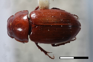  ( - USNM ENT 02004628)  @11 [ ] Unspecified (default): All Rights Reserved  Unspecified Unspecified