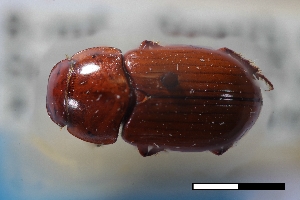  ( - USNM ENT 02004639)  @11 [ ] Unspecified (default): All Rights Reserved  Unspecified Unspecified