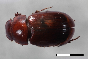  ( - USNM ENT 02004640)  @11 [ ] Unspecified (default): All Rights Reserved  Unspecified Unspecified