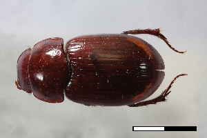  ( - USNM ENT 02004641)  @11 [ ] Unspecified (default): All Rights Reserved  Unspecified Unspecified