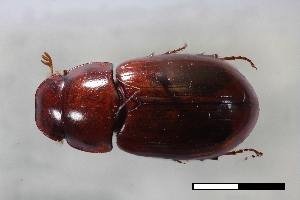  ( - USNM ENT 02004642)  @11 [ ] Unspecified (default): All Rights Reserved  Unspecified Unspecified