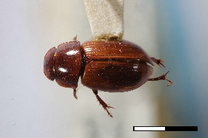  ( - USNM ENT 02004643)  @11 [ ] Unspecified (default): All Rights Reserved  Unspecified Unspecified