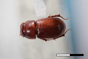  ( - USNM ENT 02004649)  @11 [ ] Unspecified (default): All Rights Reserved  Unspecified Unspecified