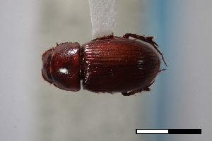  ( - USNM ENT 02004651)  @11 [ ] Unspecified (default): All Rights Reserved  Unspecified Unspecified