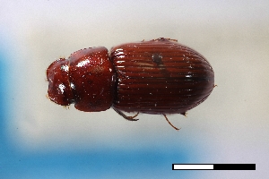  ( - USNM ENT 02004652)  @11 [ ] Unspecified (default): All Rights Reserved  Unspecified Unspecified