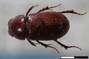  ( - USNM ENT 02004653)  @11 [ ] Unspecified (default): All Rights Reserved  Unspecified Unspecified