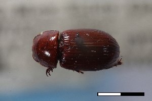  ( - USNM ENT 02004654)  @11 [ ] Unspecified (default): All Rights Reserved  Unspecified Unspecified