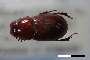  (Dellacasiellus griffini - USNM ENT 02004655)  @11 [ ] Unspecified (default): All Rights Reserved  Unspecified Unspecified