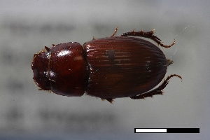  ( - USNM ENT 02004660)  @11 [ ] Unspecified (default): All Rights Reserved  Unspecified Unspecified