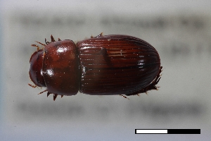  ( - USNM ENT 02004663)  @11 [ ] Unspecified (default): All Rights Reserved  Unspecified Unspecified