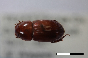  ( - USNM ENT 02004664)  @11 [ ] Unspecified (default): All Rights Reserved  Unspecified Unspecified