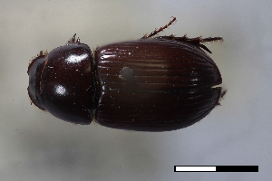  ( - USNM ENT 02004665)  @11 [ ] Unspecified (default): All Rights Reserved  Unspecified Unspecified