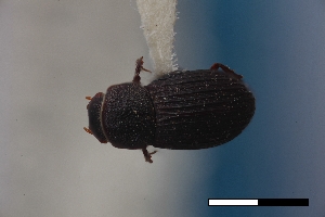  (Dialytes criddlei - USNM ENT 02004666)  @11 [ ] Unspecified (default): All Rights Reserved  Unspecified Unspecified