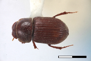  (Dialytodius - USNM ENT 02004679)  @11 [ ] Unspecified (default): All Rights Reserved  Unspecified Unspecified