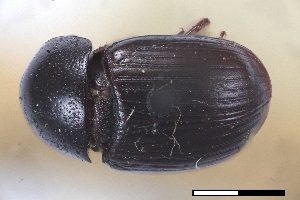  ( - USNM ENT 02004681)  @11 [ ] Unspecified (default): All Rights Reserved  Unspecified Unspecified