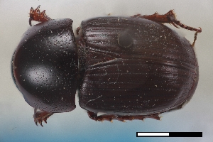  ( - USNM ENT 02004682)  @11 [ ] Unspecified (default): All Rights Reserved  Unspecified Unspecified